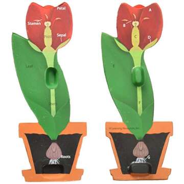 Learning Resources Cross-Section Flower Model, Classroom Foam Demonstration Model, Teaching Aids, 2 Piece Model, Grades 2+, Ages 7+