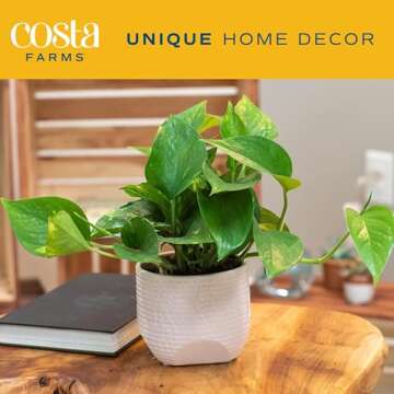 Costa Farms Pothos Live Plants (2-Pack), Easy Care Vining Live Indoor Houseplants, Air Purifier Trailing Plants Potted in Nursery Pots, Potting Soil, Gift for Office and Home Decor, 8-Inches Tall