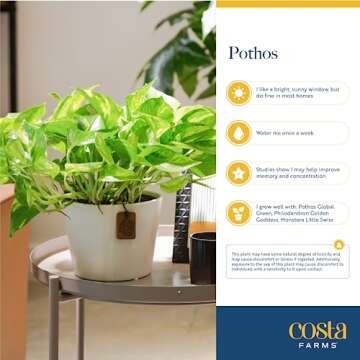 Costa Farms Pothos Live Plants (2-Pack), Easy Care Vining Live Indoor Houseplants, Air Purifier Trailing Plants Potted in Nursery Pots, Potting Soil, Gift for Office and Home Decor, 8-Inches Tall