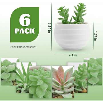 Mini Succulent Plants Set of 6 for Aesthetic Decor