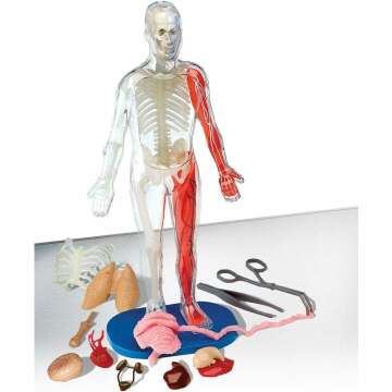 Interactive Anatomy Kit