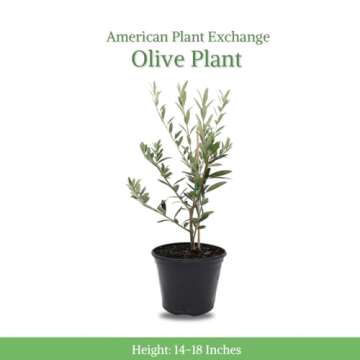 American Plant Exchange Live Arbequina Olive Tree, Fruit Bearing, Plant Pot for Home and Garden Decor, 5-Inch Pot, 1.5 Ft Tall