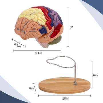 SFXYJ Human Brain Model 2 Times Life Size,Brain Anatomy Model, Includes 4 Pieces Labeled with Figures 9 Colors, for Neuroscience Learning Display Medical Identify Brain Functions