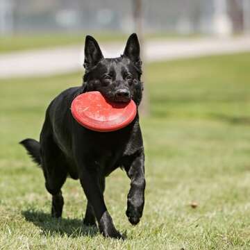 KONG Flyer - Durable Dog Toy for Outdoor Playtime - Natural Rubber Flying Disc, Dog Toy for Fetch - Safer Disc for Healthy Activity - for Medium/Large Dogs