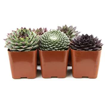 Sempervivum Succulents Plants Live Indoor Plants (5PK), Sempervivum Plants Live Houseplants, Hen and Chicks Live Plants Indoor House Plants, Rosette Succulent Plants in Plant Pots by Plants for Pets