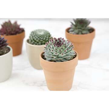 Sempervivum Succulents Plants Live Indoor Plants (5PK), Sempervivum Plants Live Houseplants, Hen and Chicks Live Plants Indoor House Plants, Rosette Succulent Plants in Plant Pots by Plants for Pets