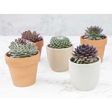 Sempervivum Succulents Plants Live Indoor Plants (5PK), Sempervivum Plants Live Houseplants, Hen and Chicks Live Plants Indoor House Plants, Rosette Succulent Plants in Plant Pots by Plants for Pets