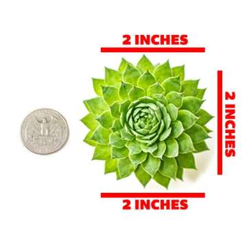 Sempervivum Succulents Plants Live Indoor Plants (5PK), Sempervivum Plants Live Houseplants, Hen and Chicks Live Plants Indoor House Plants, Rosette Succulent Plants in Plant Pots by Plants for Pets