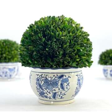 Galt International 11" Naturally Preserved Real Boxwood Ball in Hand-Painted Round Bulb Blue & White China Pot Planter Green Indoor Plant Home Decor (11" Topiary)