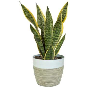 Costa Farms Snake Plant - Beautiful Easy Care Indoor Air Purifier