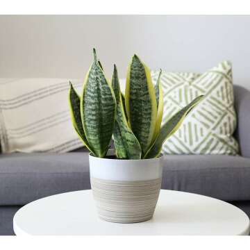 Indoor Snake Plant - Air Purifying Houseplant