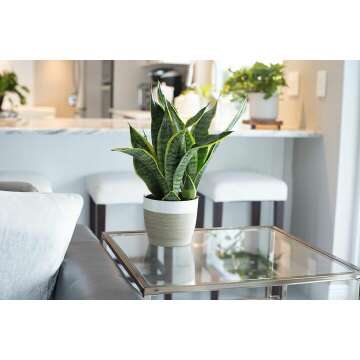 Indoor Snake Plant - Air Purifying Houseplant