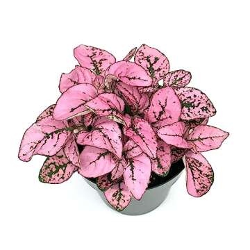 Hypoestes Pink Splash Live Potted House Plants Air Purifying in 2" Pot