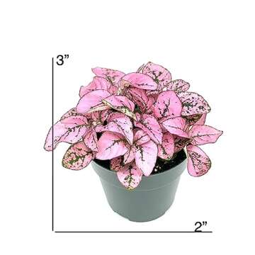 Hypoestes Pink Splash Live Potted House Plants Air Purifying in 2" Pot