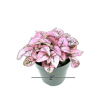 Hypoestes Pink Splash Live Potted House Plants Air Purifying in 2" Pot