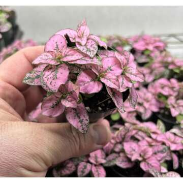 Hypoestes Pink Splash Live Potted House Plants Air Purifying in 2" Pot