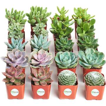 Succulent Variety Pack