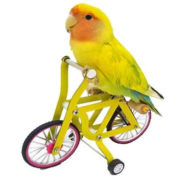 QBLEEV Bird Intelligence Training Toy，Parrot Puzzle Bicycle Toy for Small Medium Bird，Parrot Educational Table Top Trick Prop Toy，Bird Foot Talon Toy for African Grey Cockatoo Eclectus Conures