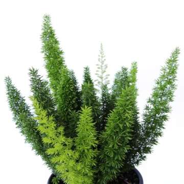 American Plant Exchange Foxtail Fern Live Plant, Exotic Pluming Foliage, 6-Inch Pot, Easy to Care Tropical Shrub for Outdoor Landscapes and Indoor Jungles