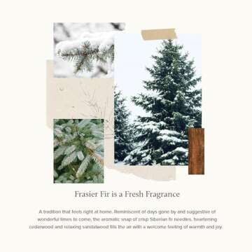 Thymes Frasier Fir Reed Diffuser Oil Refill – Home Fragrance Oil for Diffuser – Holiday Reed Diffuser Refill – Just-Cut Forest Oil Scents for Diffuser – Aromatherapy Diffuser Oils Scents (7.75 fl oz)