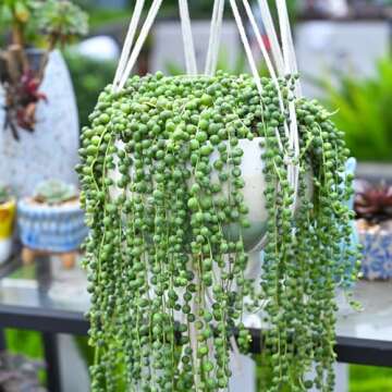 String of Pearls (4-inch), Succulents Plants Live, Succulent Plants Fully Rooted in Pots with Soil, Easy-Care House Plant for DIY, Home Office Decor, Wedding Party Favor