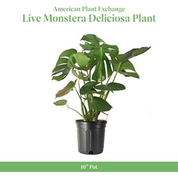 American Plant Exchange Live Monstera Deliciosa Plant with Edible Fruits, Split Leaf Philodendron Plant, Plant Pot for Home and Garden Decor, 10" Pot