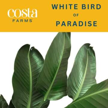 Costa Farms White Bird of Paradise, Strelitzia nicolai, Live Indoor Plant in Décor Planter Pot, Air-Purifying Tropical Houseplant, Housewarming Gift, Living Room, Office, and Home Decor, 3-4 Feet Tall