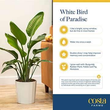 Costa Farms White Bird of Paradise, Strelitzia nicolai, Live Indoor Plant in Décor Planter Pot, Air-Purifying Tropical Houseplant, Housewarming Gift, Living Room, Office, and Home Decor, 3-4 Feet Tall