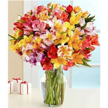 Vibrant Rainbow Fields Multicolored Alstroemeria Bouquet - Beautiful Floral Gift