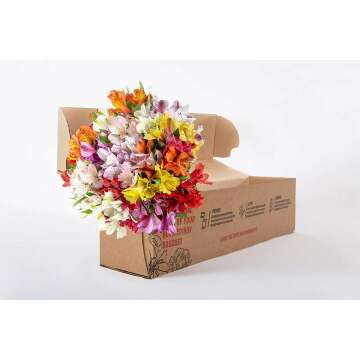 Rainbow Fields Alstroemeria Bouquet - No Vase Required