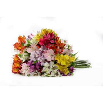 Rainbow Fields Alstroemeria Bouquet - No Vase Required