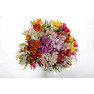 Rainbow Fields Alstroemeria Bouquet - No Vase Required