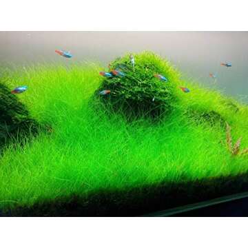 Marcus Fish Tanks - 3X Dwarf Hair Grass Eleocharis Parvula Live Aquarium Plants Carpeting Plant for Aquatic Freshwater Fish Tank