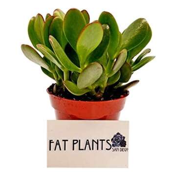 Fat Plants San Diego Succulent Plant(s) Fully Rooted in 4 inch Planter Pots with Soil - Real Live Potted Succulents/Unique Indoor Cactus Decor (1, Crassula Ovata Jade Plant)