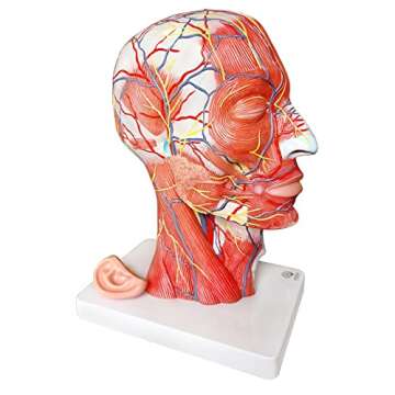 EVOTECH Human Half Head Superficial Neurovascular Model with Musculature, Life Size Anatomical Head Model Skull and Brain for Medical Teaching Learning, Science Learning Education Display Tool