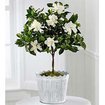 American Plant Exchange Mini Gardenia Tree Veitchii Live Plant, 6" Pot, Indoor/Outdoor Air Purifier