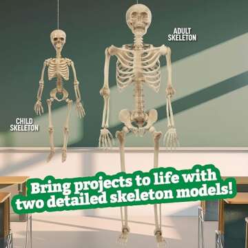 Life Size Human Skeleton Model for Anatomy Study- Scientific Body w Posable Joints, Arms & Legs- Skeletal System Details for School Classroom, Medical Learning- Full Structure Feat. Skull, Ribs & More