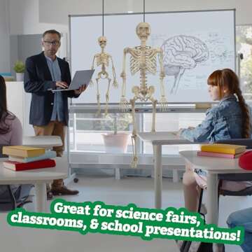 Life Size Human Skeleton Model for Anatomy Study- Scientific Body w Posable Joints, Arms & Legs- Skeletal System Details for School Classroom, Medical Learning- Full Structure Feat. Skull, Ribs & More