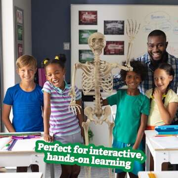 Life Size Human Skeleton Model for Anatomy Study- Scientific Body w Posable Joints, Arms & Legs- Skeletal System Details for School Classroom, Medical Learning- Full Structure Feat. Skull, Ribs & More