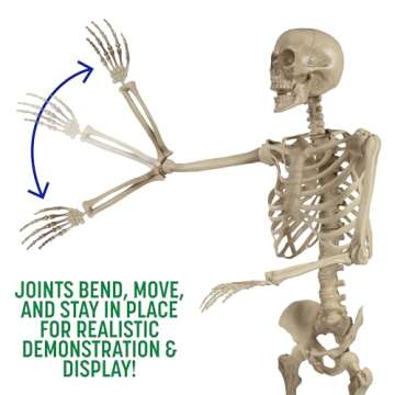 Life Size Human Skeleton Model for Anatomy Study- Scientific Body w Posable Joints, Arms & Legs- Skeletal System Details for School Classroom, Medical Learning- Full Structure Feat. Skull, Ribs & More