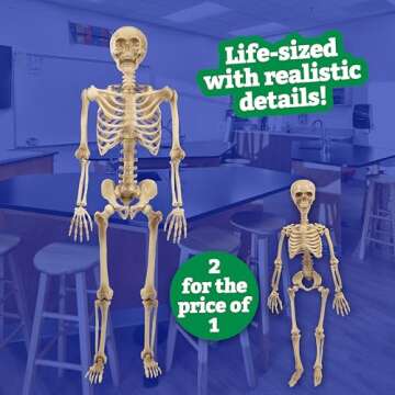 Life Size Human Skeleton Model for Anatomy Study- Scientific Body w Posable Joints, Arms & Legs- Skeletal System Details for School Classroom, Medical Learning- Full Structure Feat. Skull, Ribs & More