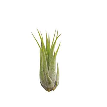 CTS AIR PLANTS Tillandsia Ionantha 5 Pack-Low-Maintenance House Plants for Indoor Decoration by CTS Air Plants