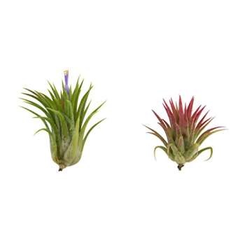 CTS AIR PLANTS Tillandsia Ionantha 5 Pack-Low-Maintenance House Plants for Indoor Decoration by CTS Air Plants