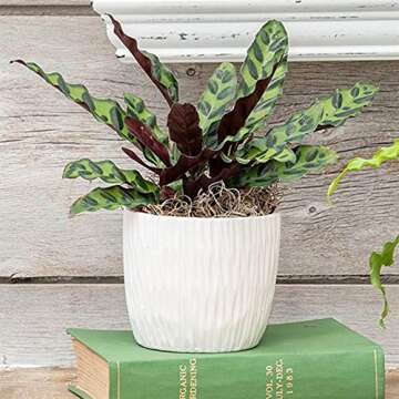 American Plant Exchange Calathea Lancifolia Rattlesnake Prayer Live Plant, 6" Pot, Green, Brown