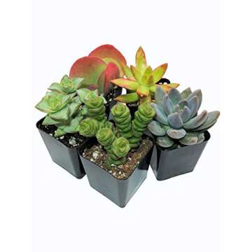 Succulents Plants Live (3-Pack) 2" Hanging Plants Starter Pack, Live Succulent Plants Fully Rooted in Planter Pots with Succulent Soil Mix by The Succulent Cult (5 Pack Assorted)