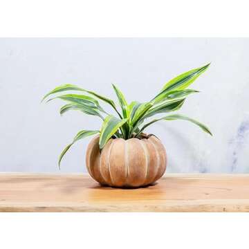 Abbott Collection 27-PUMPKIN-220-LG Large Low Cement Pumpkin Indoor and Outdoor Planter Pot