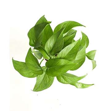 Shop Succulents Pothos Hanging Plant, Live Indoor Plant, Easy Care Hanging Ivy Houseplant in Nursery Pot, Air Purifying Plant in Soil, Housewarming, Home Décor, 4" Pot