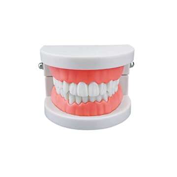 Standard Teeth Model, YOUYA DENTAL Kids Dental Teaching Brushing Model Teeth Study Supplies Adults Standard Typodont Demonstration Teeth Model (Without Wisdom Teeth)