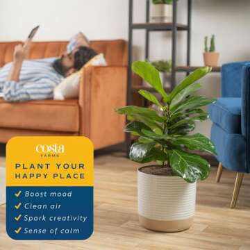 Costa Farms Fiddle Leaf Fig, Live Indoor Plant Ficus Lyrata in Modern Plant Pot, Air Purifying Live Houseplant, Housewarming Gift, Birthday, Room, Home and Office Decor, 2-3 Feet Tall