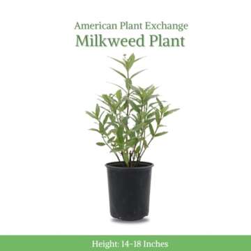 American Plant Exchange Live Milkweed Plant, Host for Monarch Butterflies, Plant Pot for Home and Garden Decor, 6" Pot